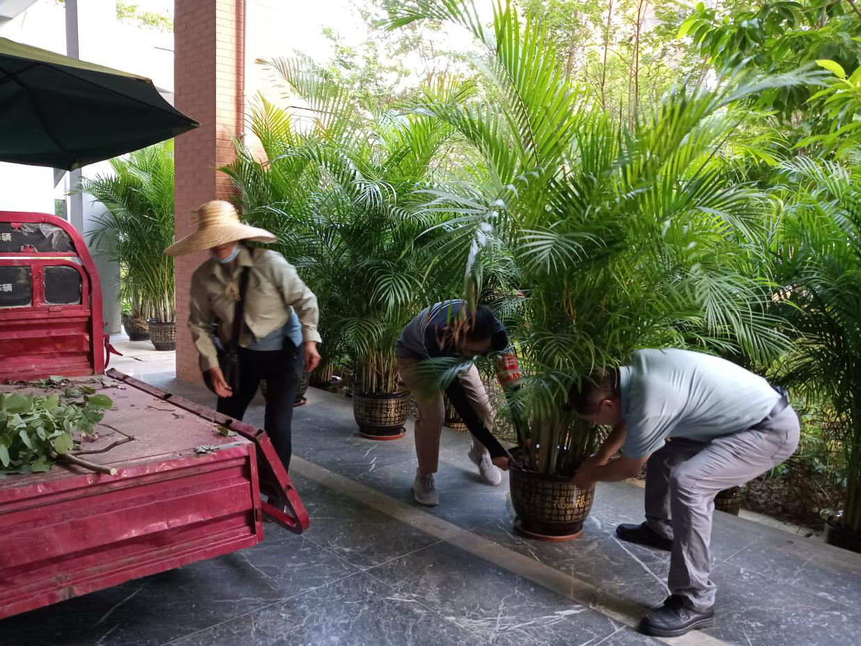 黨員突擊隊員搬運綠植